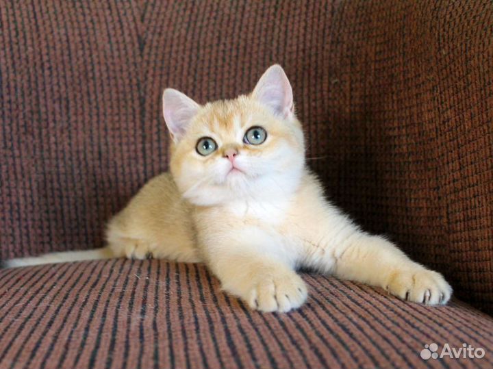 Британская золотая шиншилла