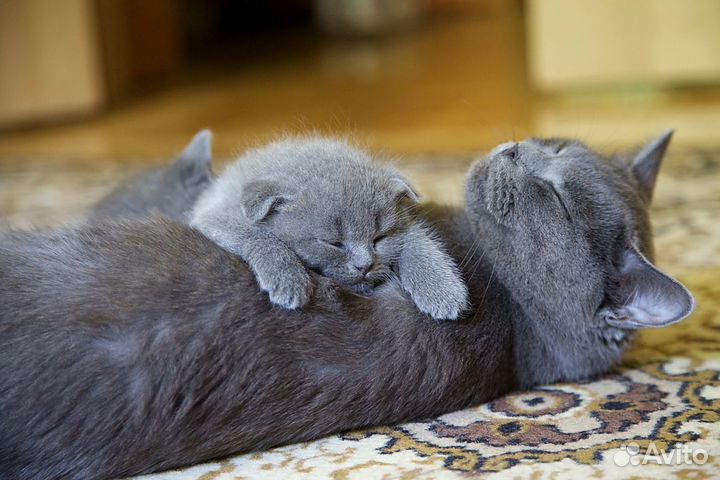 1 кот и 2 кошки