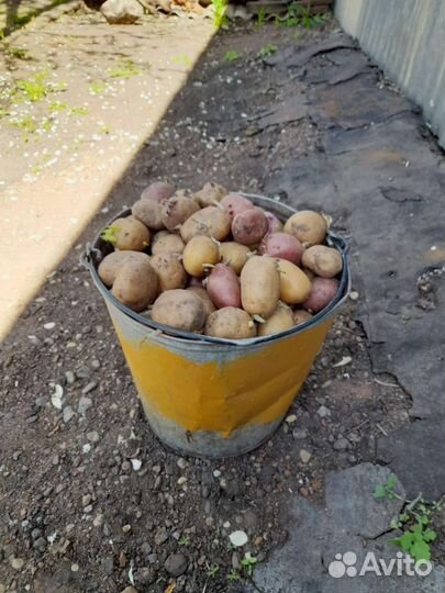 Семенной картофель