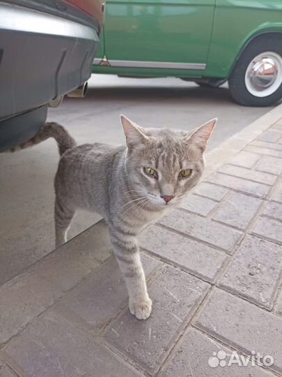 Котик бесплатно в добрые руки