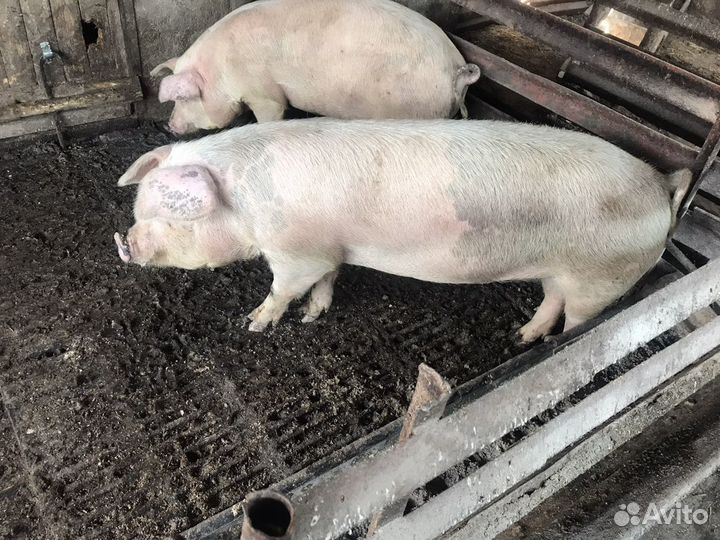 Домашняя свинина на мясо