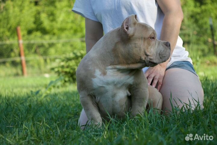 Американский булли покет щенки