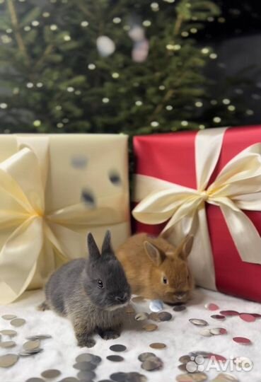 Мини карликовые кролики из питомника