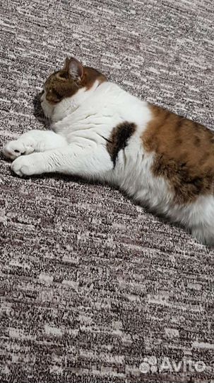 Шотландская кошка