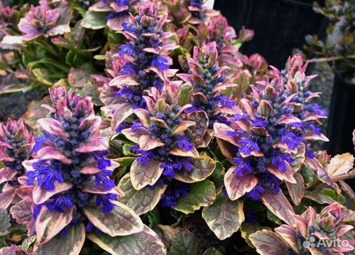 Живучка ползучая