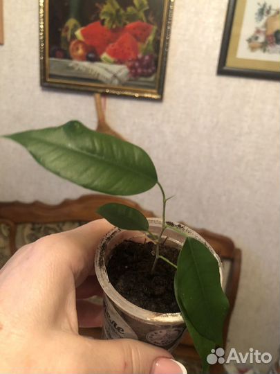 Комнатные цветы