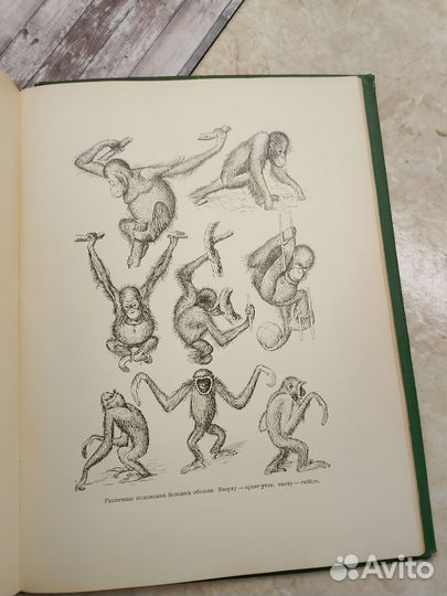 Старинная книга жизнь животных 1957 год