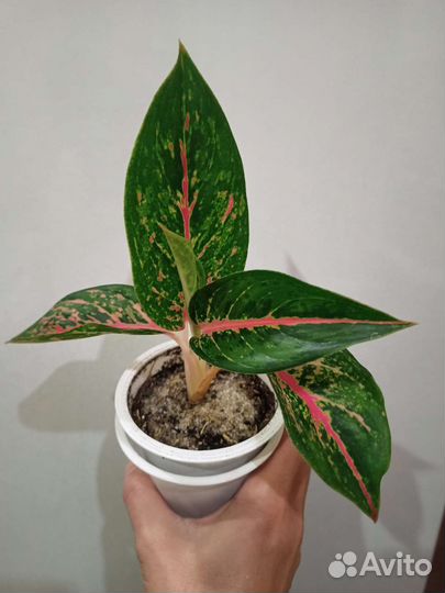 Аглаонема Paradise Red