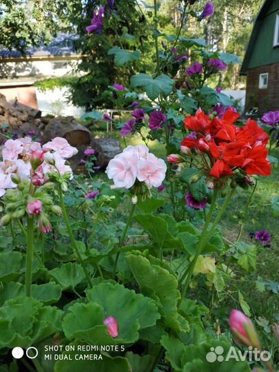 Пеларгония герань