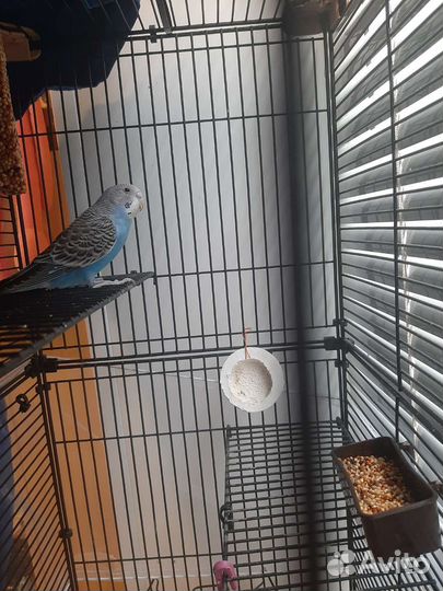 Волнистый попугай самец