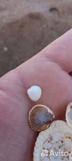 Морские ракушки раковины