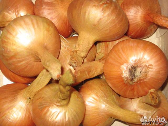 Крупный семейный лук на посадку - почтой