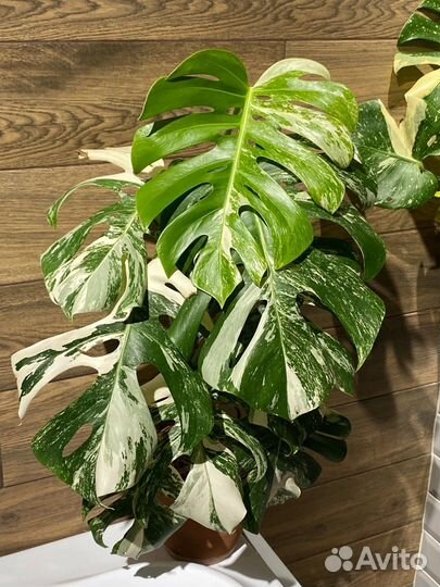 Монстера вариегатная альба