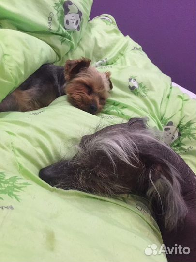 Передержка собак «Догситтер»