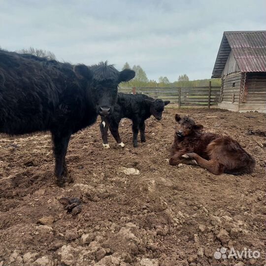 Навоз от Коров 1000 мешков