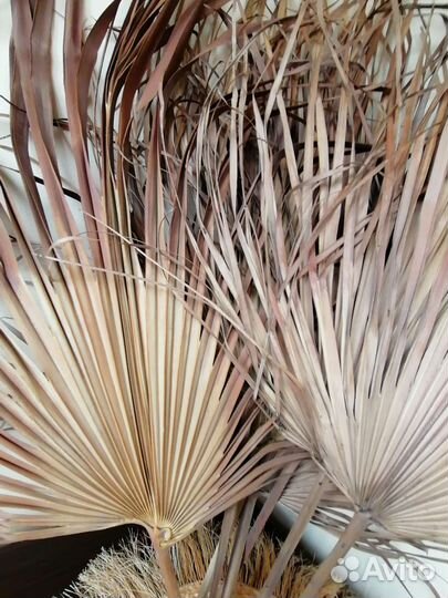 Листья пальмы