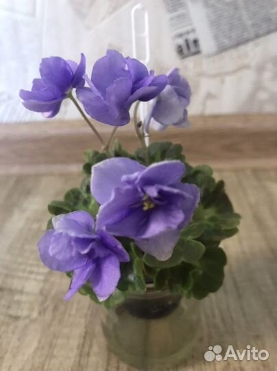 Сортовые фиалки