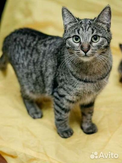 Зеленоглазая кошечка