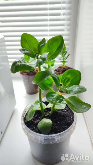 Каланхое Блоссфельда