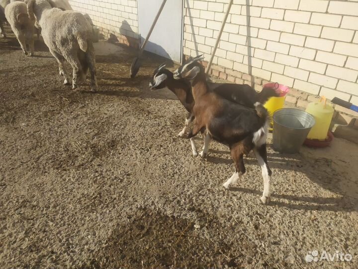 Нубийские козлята