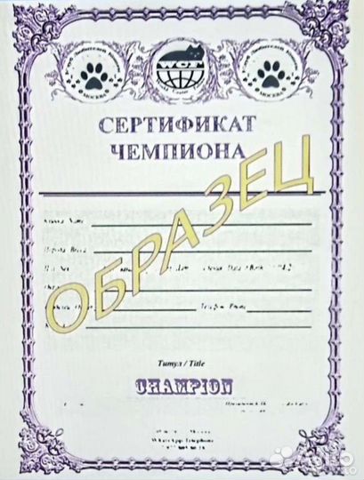 Родословная для кошки/Метрики/Сертификаты