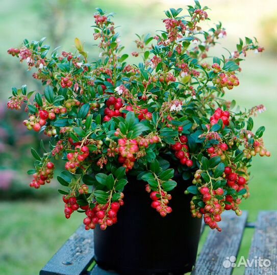 Брусника (саженцы)