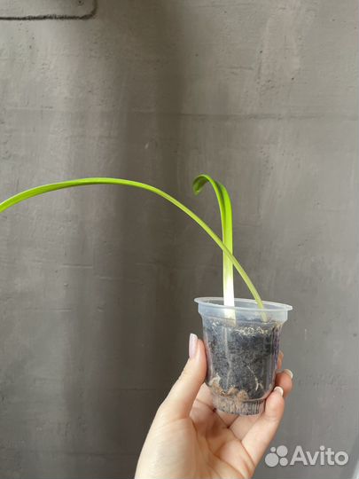 Гиппеаструм, цветы