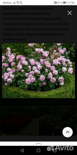 Роза чайно-гибридная