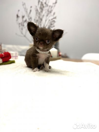 Чихуахуа мини