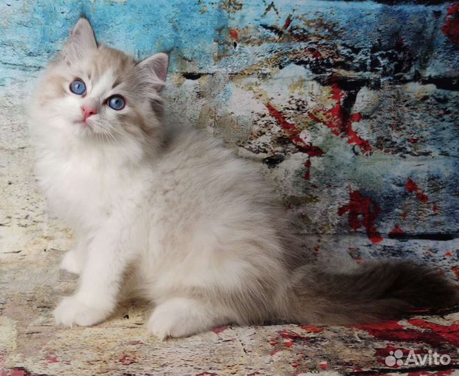 Котята рэгдолл из питомника