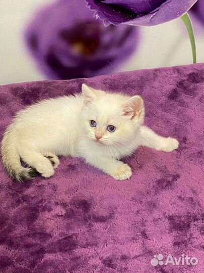 Синеглазки