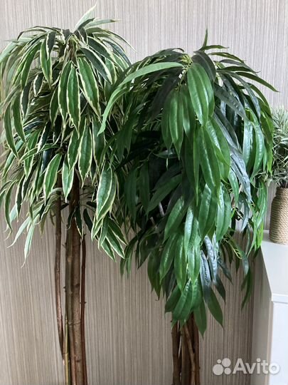 Искуственное дерево лонгифолии