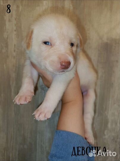 Щенки лабрадора