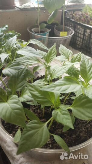 Рассада помидор