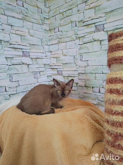Бурманские котята