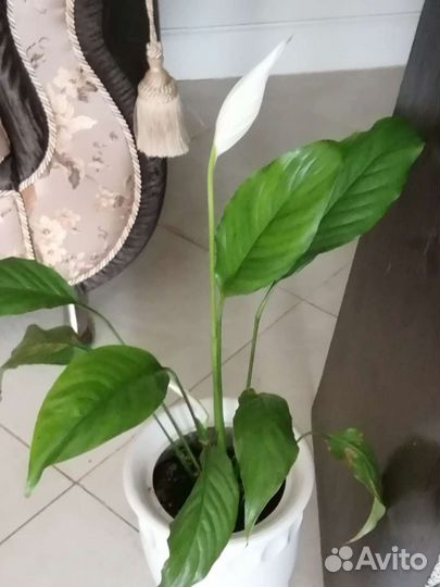 Спатифиллум