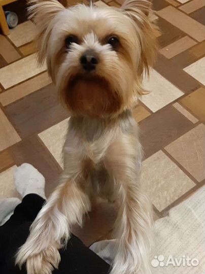 Йоркширский терьер вязка