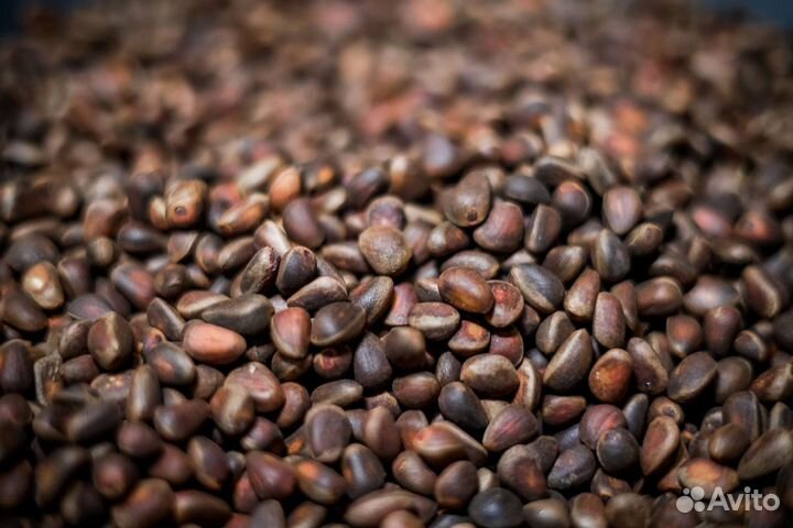 Кедровый орех