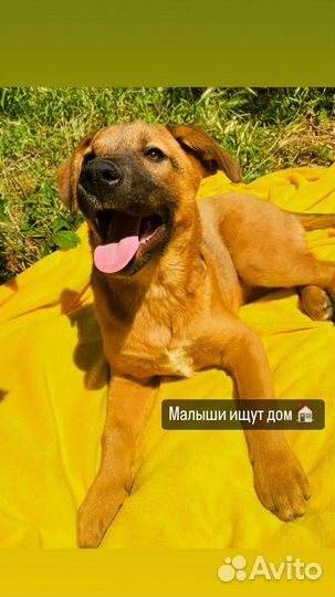 Щенок в добрые руки бесплатно