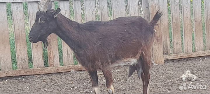 Козы дойные 5 шт и козел 2 шт Закамск