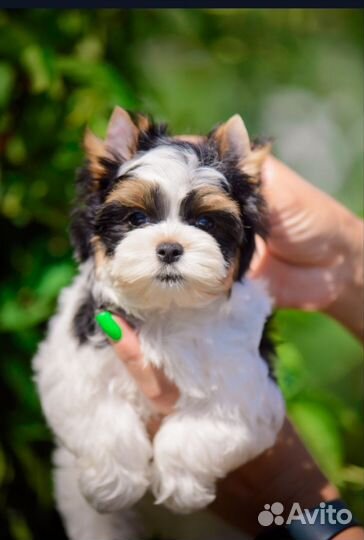 Бивер мальчик