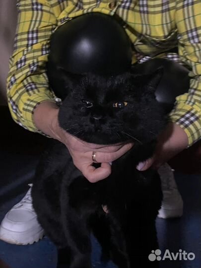 Котик бесплатно