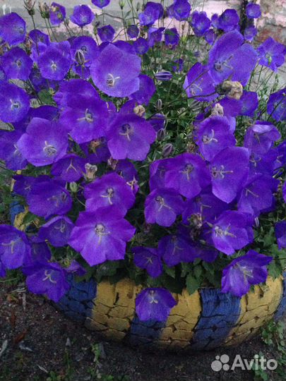 Садовые цветы и растения