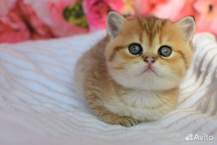 Котята шотландцы страйт и фолд