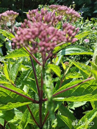 Флоксы многолетние. Посконник