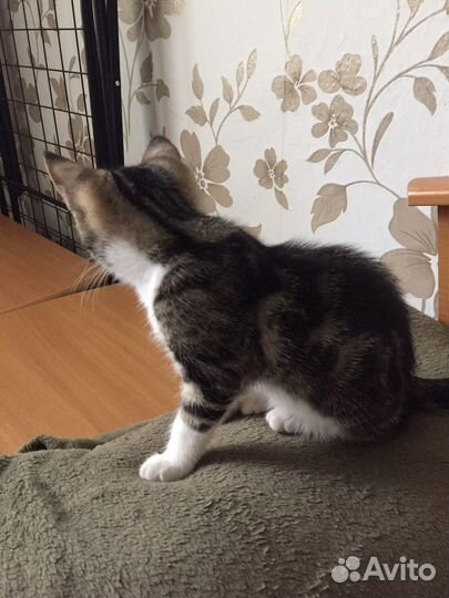 Кошка в дар