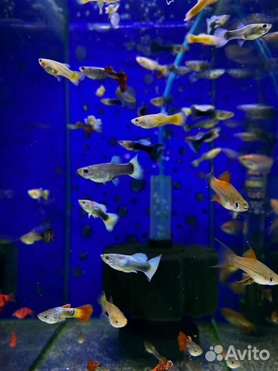 Аквариумные рыбки