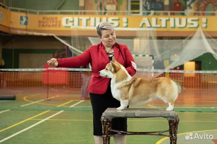 Вельш-корги пемброк вязка