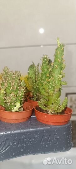 Бокарнея, калатея