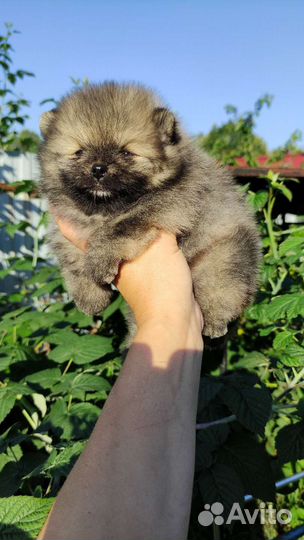 Померанский шпиц медвежьего типа